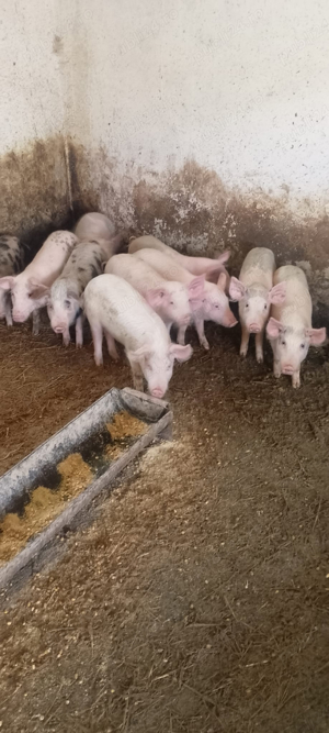 Purcei de vanzare - imagine 3