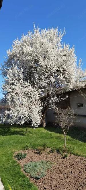 Primim donatii de flori, ghivece de interior, ASIGURAM TRANSPORTT