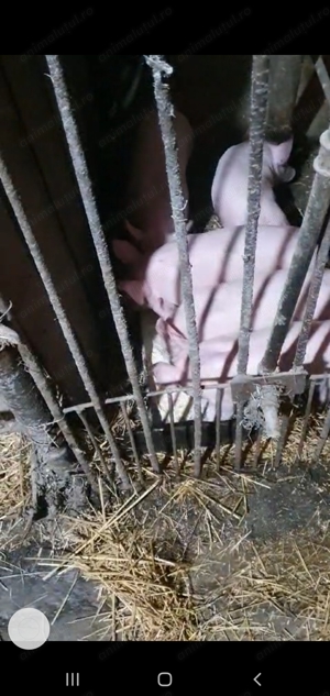 Purcei de 6 de saptamani