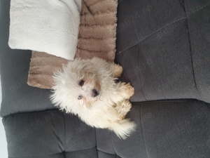 Vînd bichon frise - imagine 3