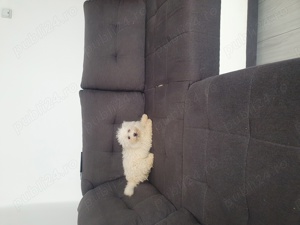 Vînd bichon frise - imagine 2