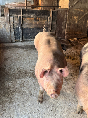 porc 