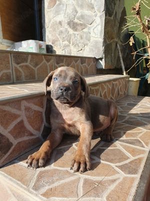 Vând Cane Corso! - imagine 2