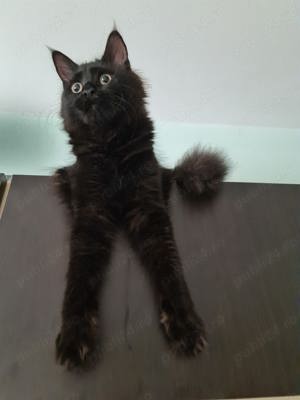 Femela maine coon  - imagine 2