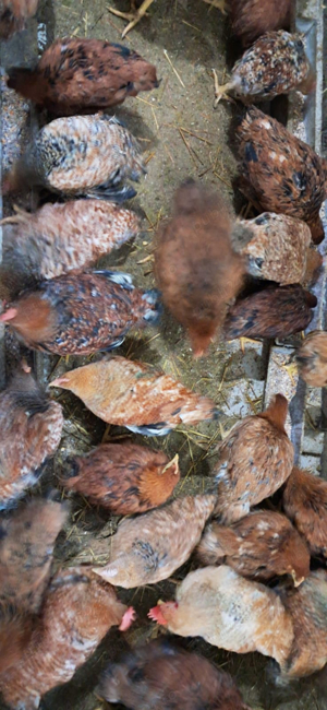 Vând păsări crescute bio - imagine 4