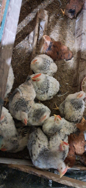 Vând păsări crescute bio - imagine 3