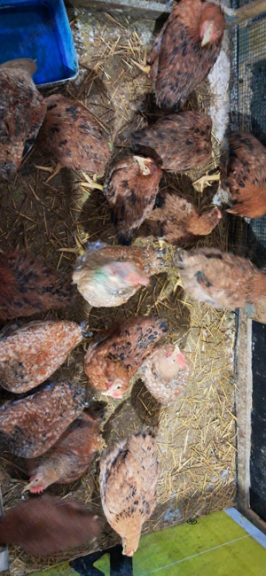 Vând păsări crescute bio - imagine 5