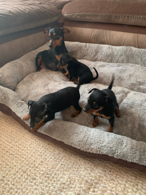 cătei pinscher pitic