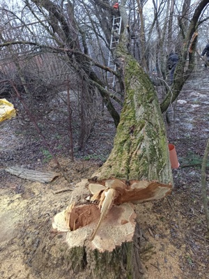 servicii de intretinere si ingrijire case curti, gradini si livezi.