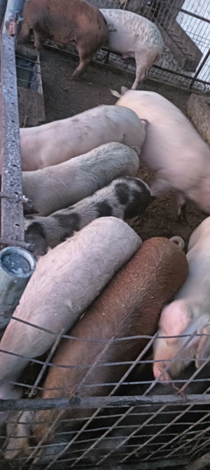 Scroafe de sămânță Duroc  - imagine 2