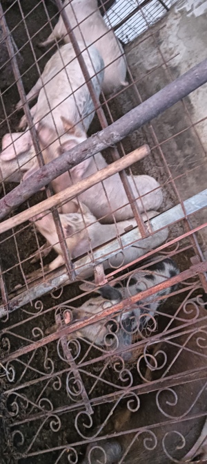 Scroafe de sămânță Duroc  - imagine 3