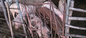 Scroafe de sămânță Duroc  - imagine 5