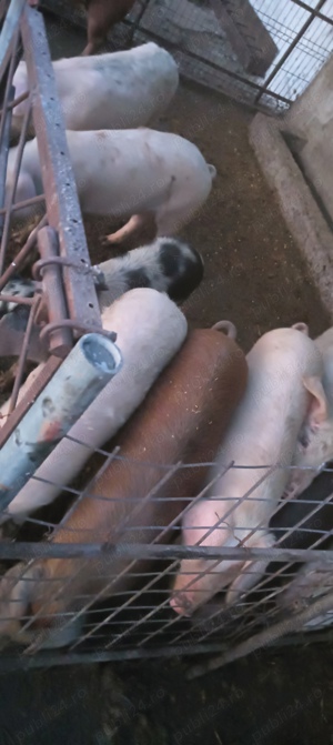 Scroafe de sămânță Duroc  - imagine 4