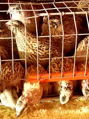 Crescătoria de Prepelițe Slobozia ,Ouă de prepeliță JAPONEZA GIGANT,de vânzare pentru incubat  - imagine 5