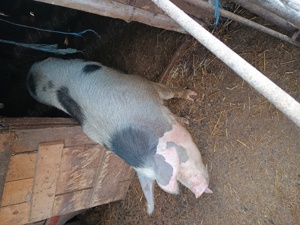 purcea de vânzare 