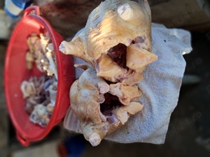 pui gaini si oua de tara