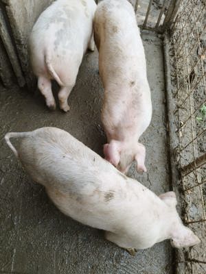 Purcei de vanzare - imagine 2 Purcei de vanzare - imagine 2