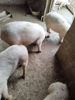 Purcei de vanzare - imagine 3 Purcei de vanzare - imagine 3