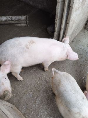 Purcei de vanzare - imagine 4 Purcei de vanzare - imagine 4