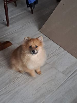 Pomeranian Mascul