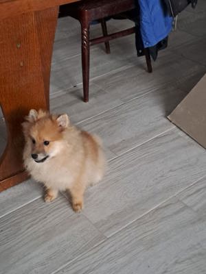 Pomeranian Mascul   - imagine 4