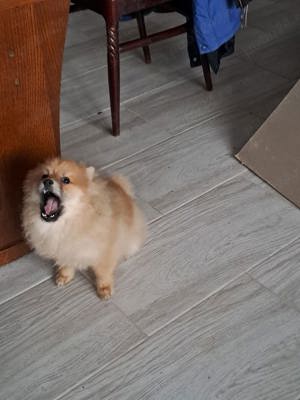 Pomeranian Mascul   - imagine 3