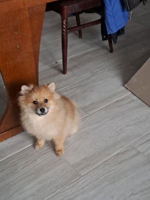 Pomeranian Mascul   - imagine 2