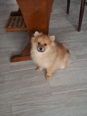Pomeranian Mascul   - imagine 5