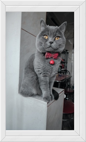 Băiat brithis  - imagine 2