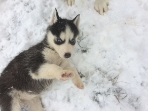 Pui husky , cu ochii albastri - imagine 4