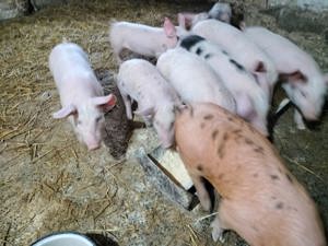 Purcei de 6 saptamani landrace cu pietrean  - imagine 2 Purcei de 6 saptamani landrace cu pietrean  - imagine 2
