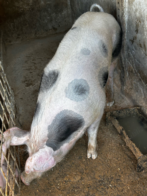 porc de carne 170 kg - imagine 4 porc de carne 170 kg - imagine 4