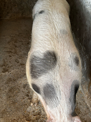 porc de carne 140 kg  - imagine 2