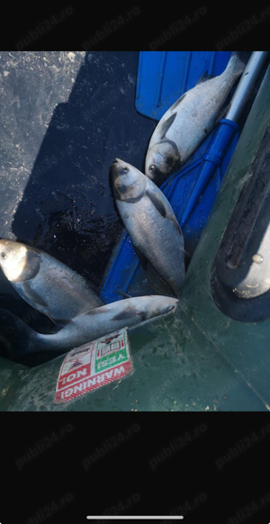 Vând   Schimb  CRAP SÂNGER vară 2 - imagine 2