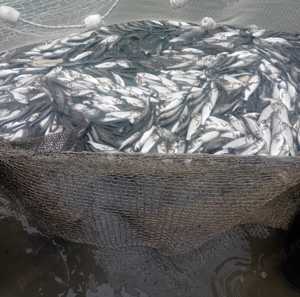 Vând   Schimb  CRAP SÂNGER vară 2