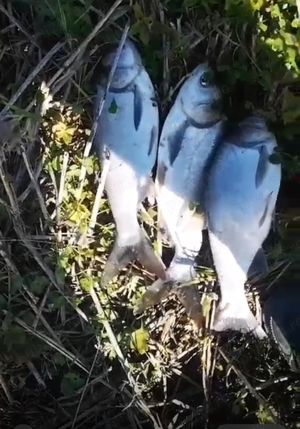 Vând   Schimb  CRAP SÂNGER vară 2 - imagine 3