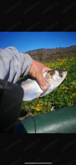 Vând   Schimb  CRAP SÂNGER vară 2 - imagine 4