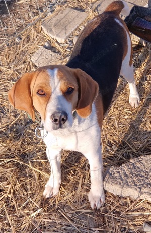 Beagle 1 an si 2 luni,  mascul