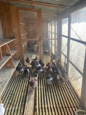 Porumbei rasa KING - imagine 5