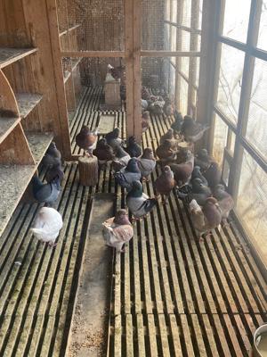 Porumbei rasa KING - imagine 3