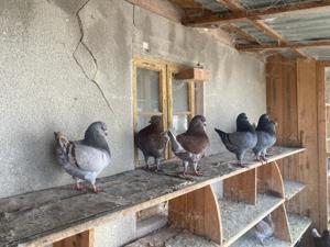 Porumbei rasa KING - imagine 2