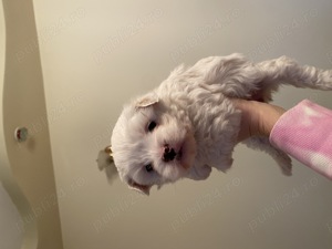 Bichon Maltez talie mică  - imagine 3