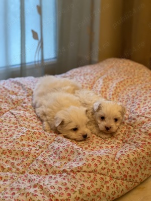 Bichon Maltez talie mică  - imagine 2