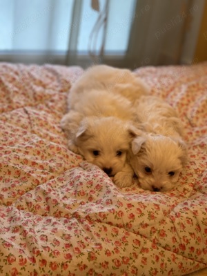 Bichon Maltez talie mică  - imagine 4