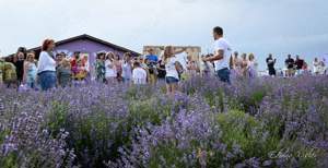 teren cu plantatie de lavanda - imagine 2