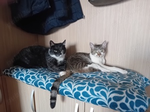 Companie si ingrijire pt pisici