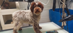 Lagotto Romagnolo