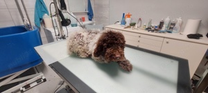Lagotto Romagnolo