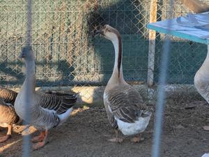 Vand gâște uriașe - imagine 2