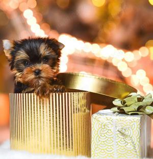 Pui Yorkshire Terrier Extra Mini -Companion elegant pentru familia ta! - imagine 2